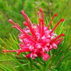 Grevillea Camberra Gem